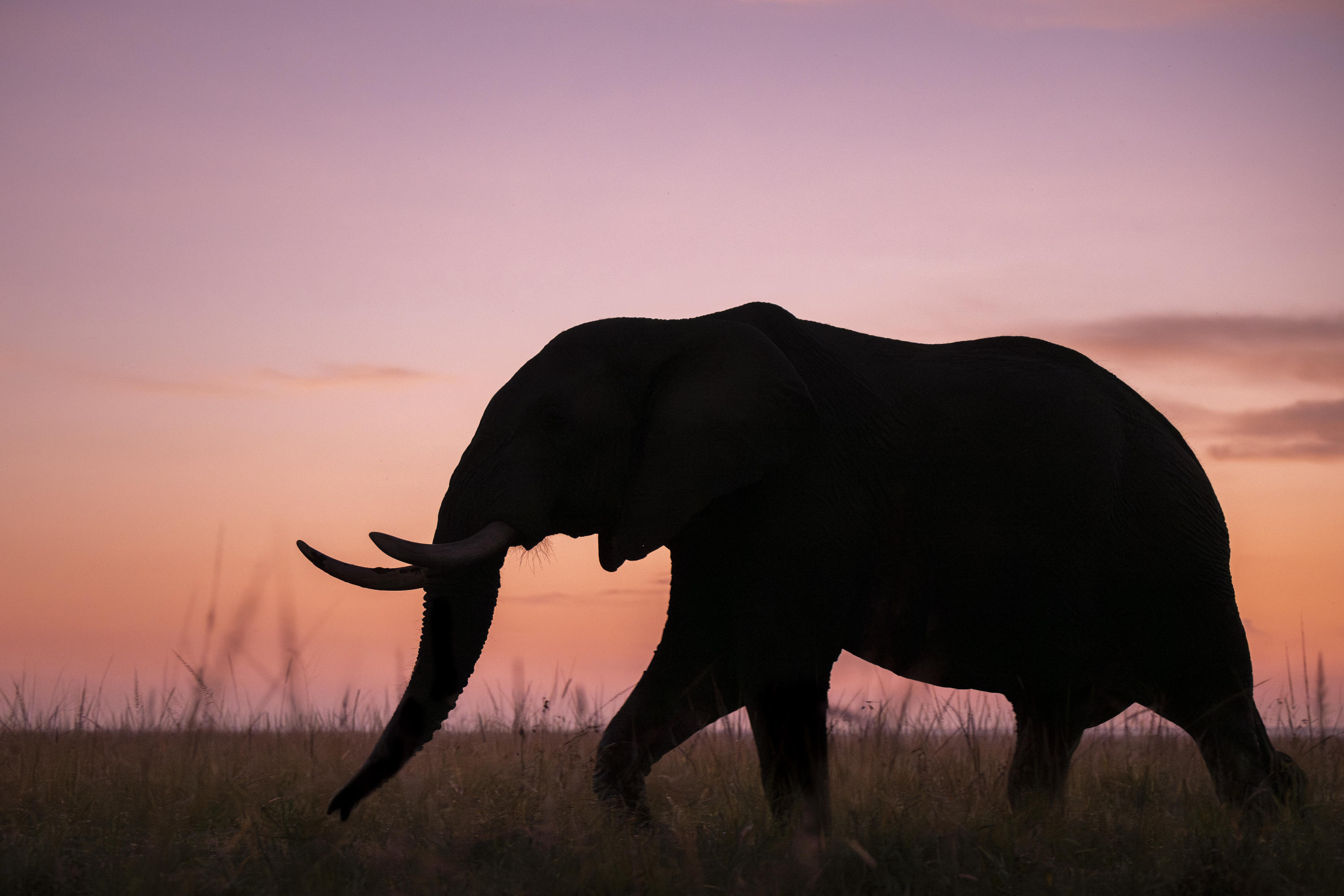 Full Day in the Masai Mara