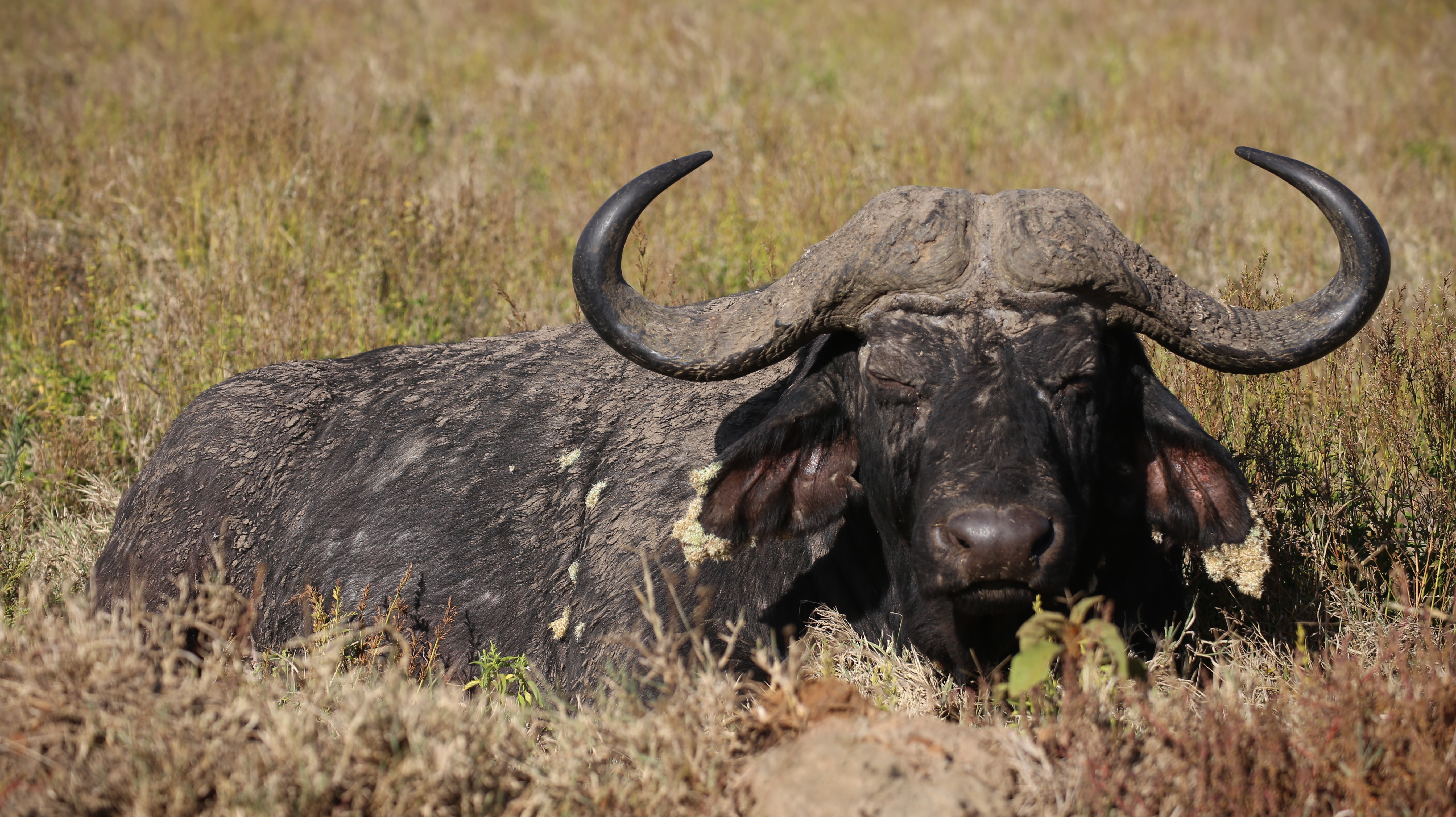 Serengeti Big Five Tracking