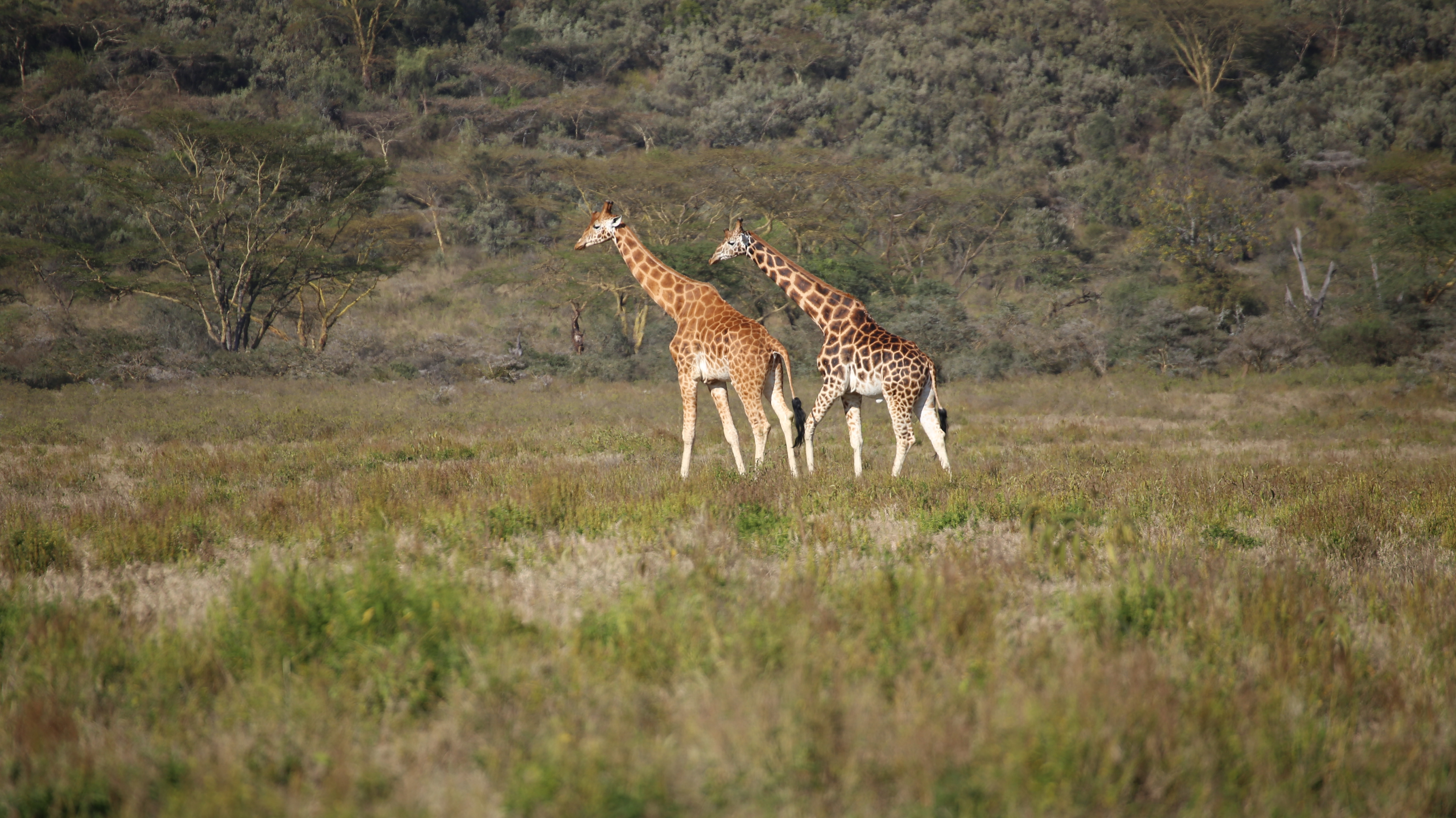 Shimba Hills Day Safari
