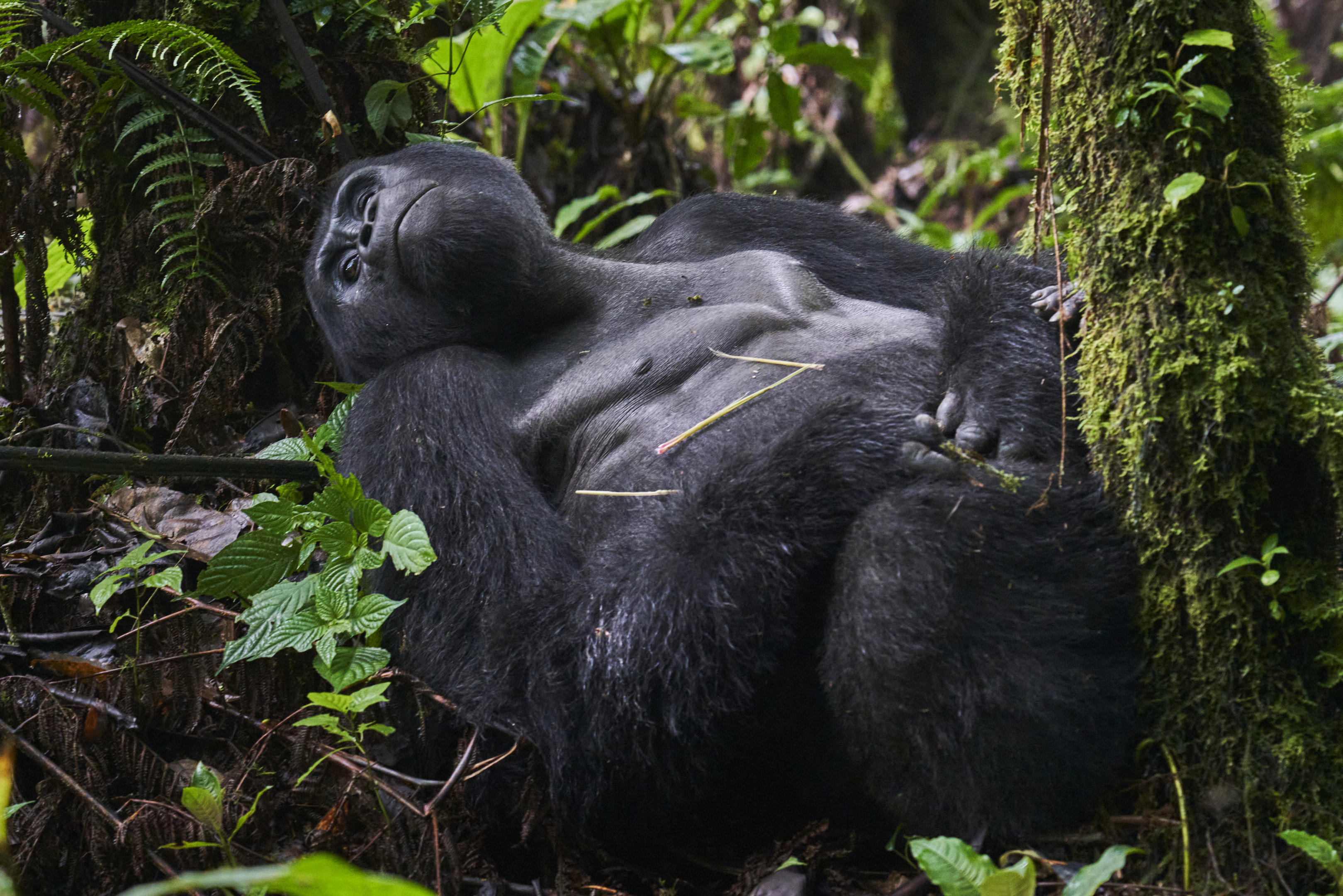 Mountain Gorilla Trekking