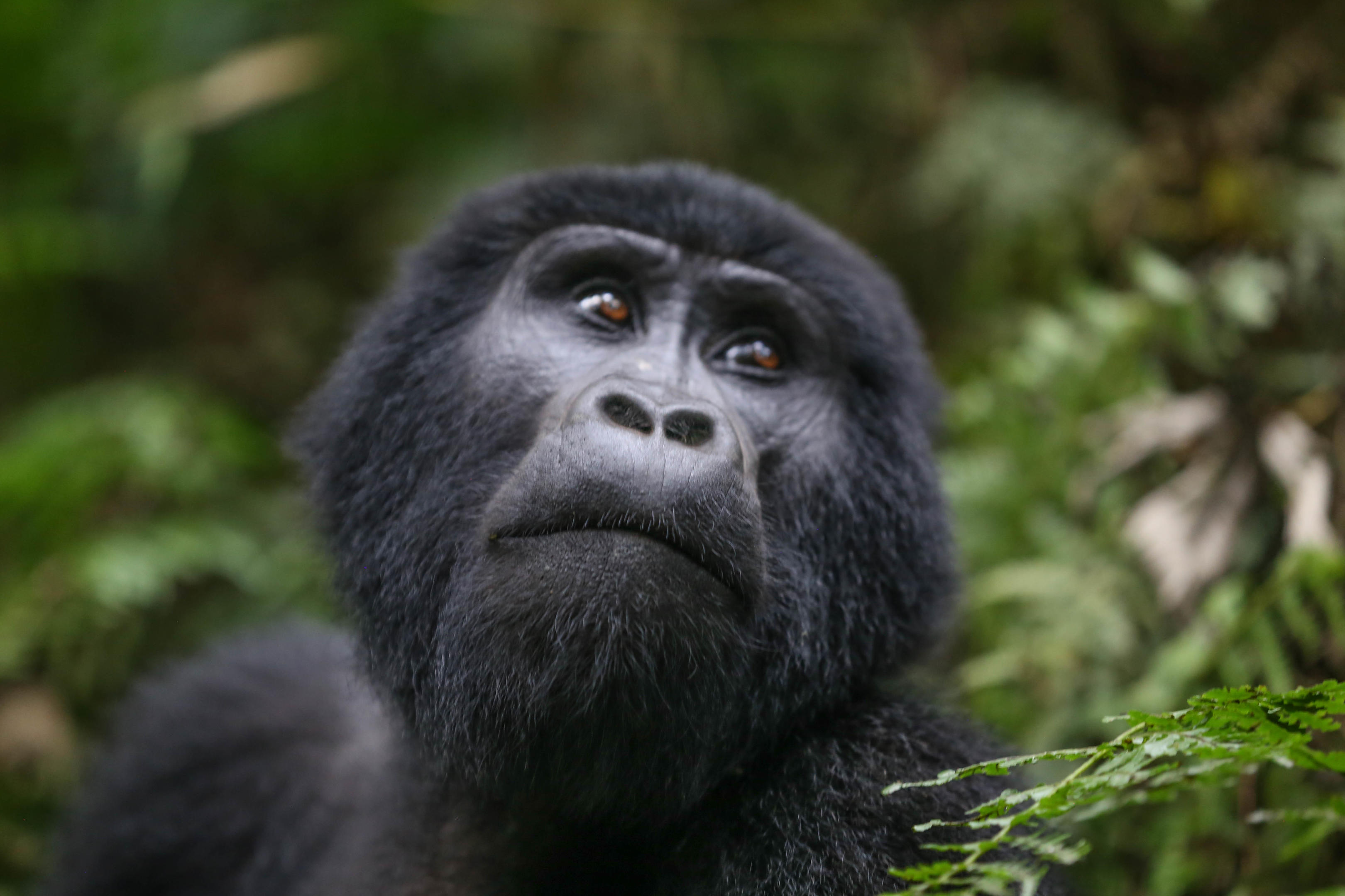 Gorilla Habituation
