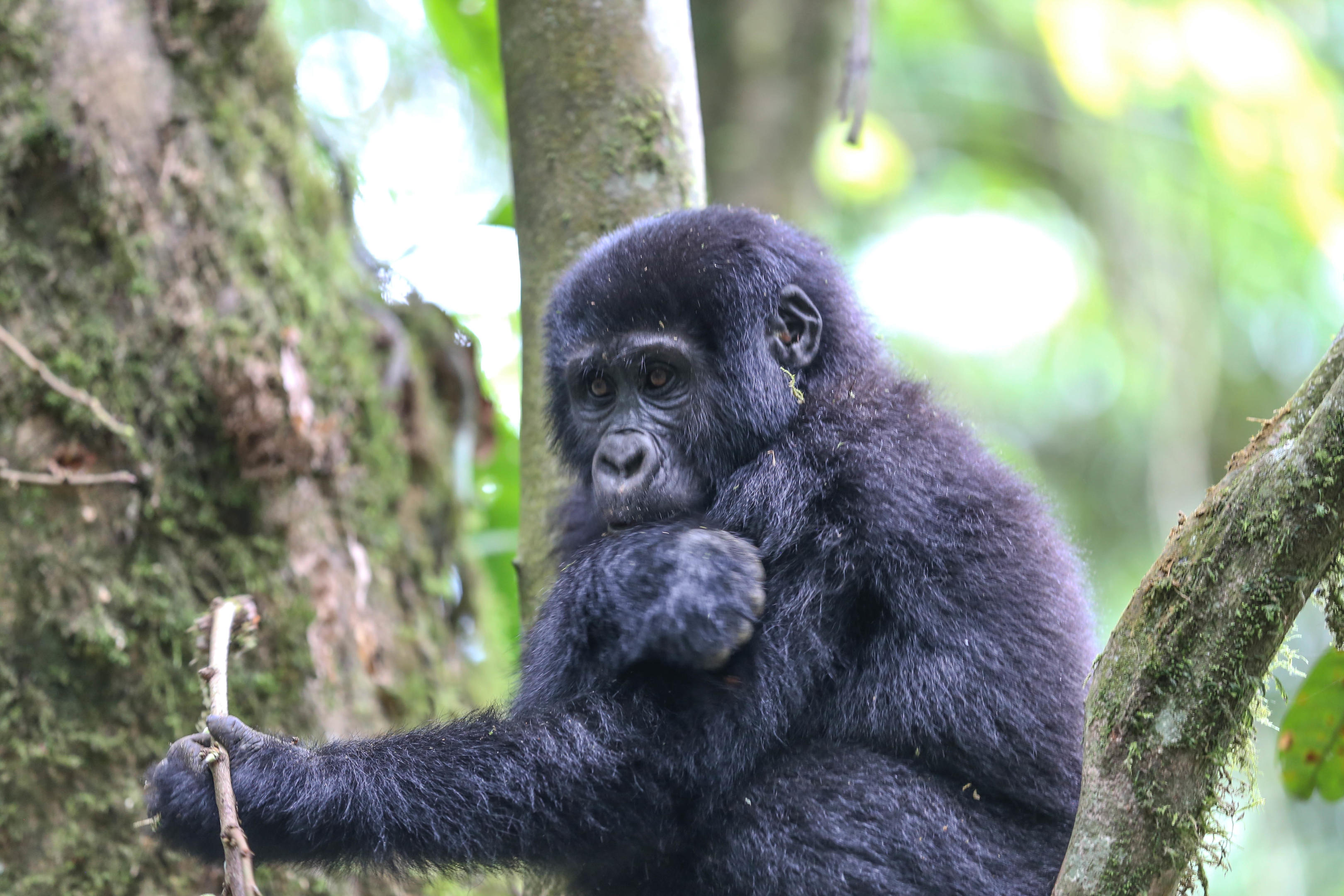 Mountain Gorilla Trekking Day