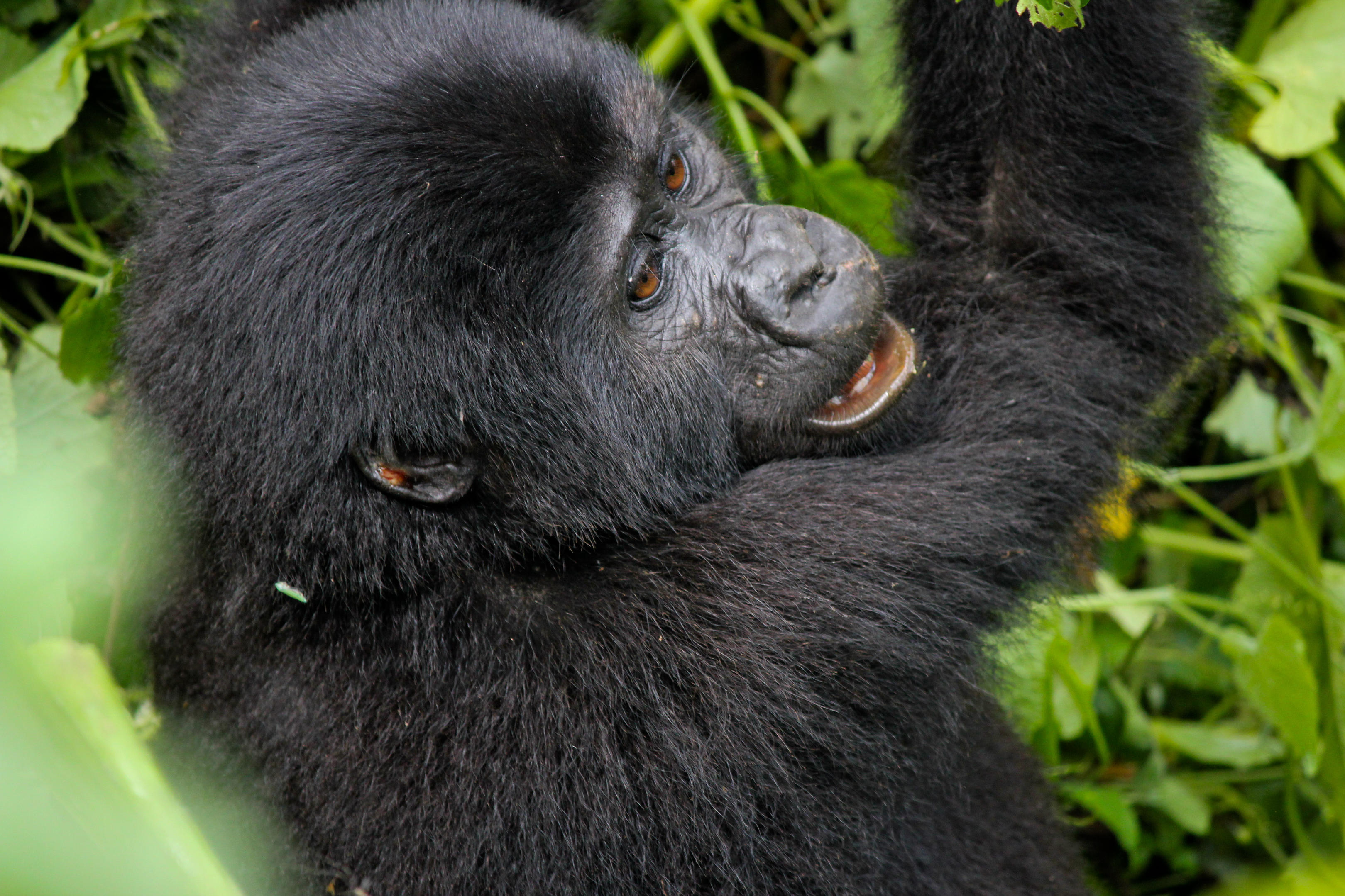 Mountain Gorilla Trekking