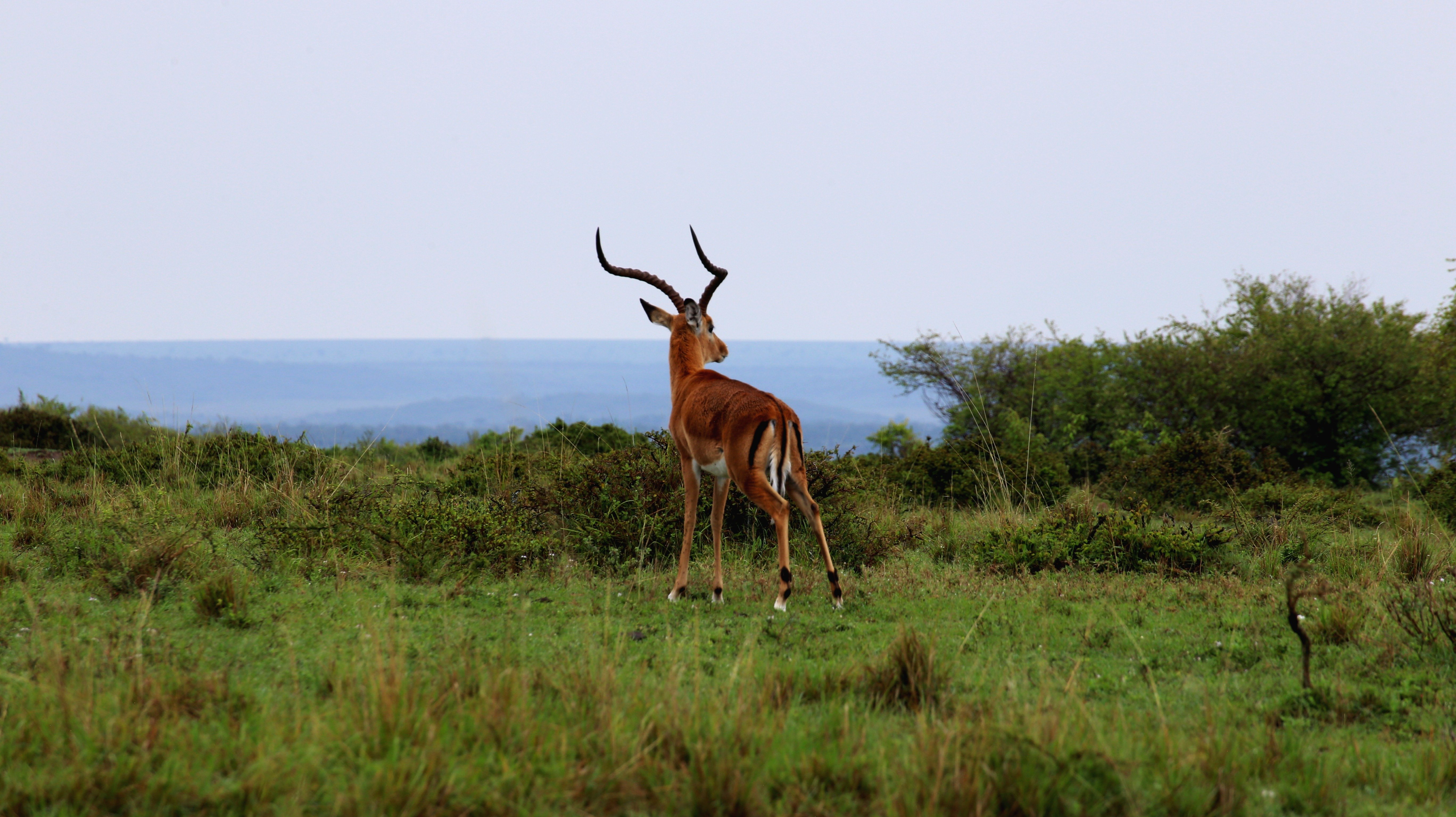 Arrival and Drive to Lake Mburo National Park