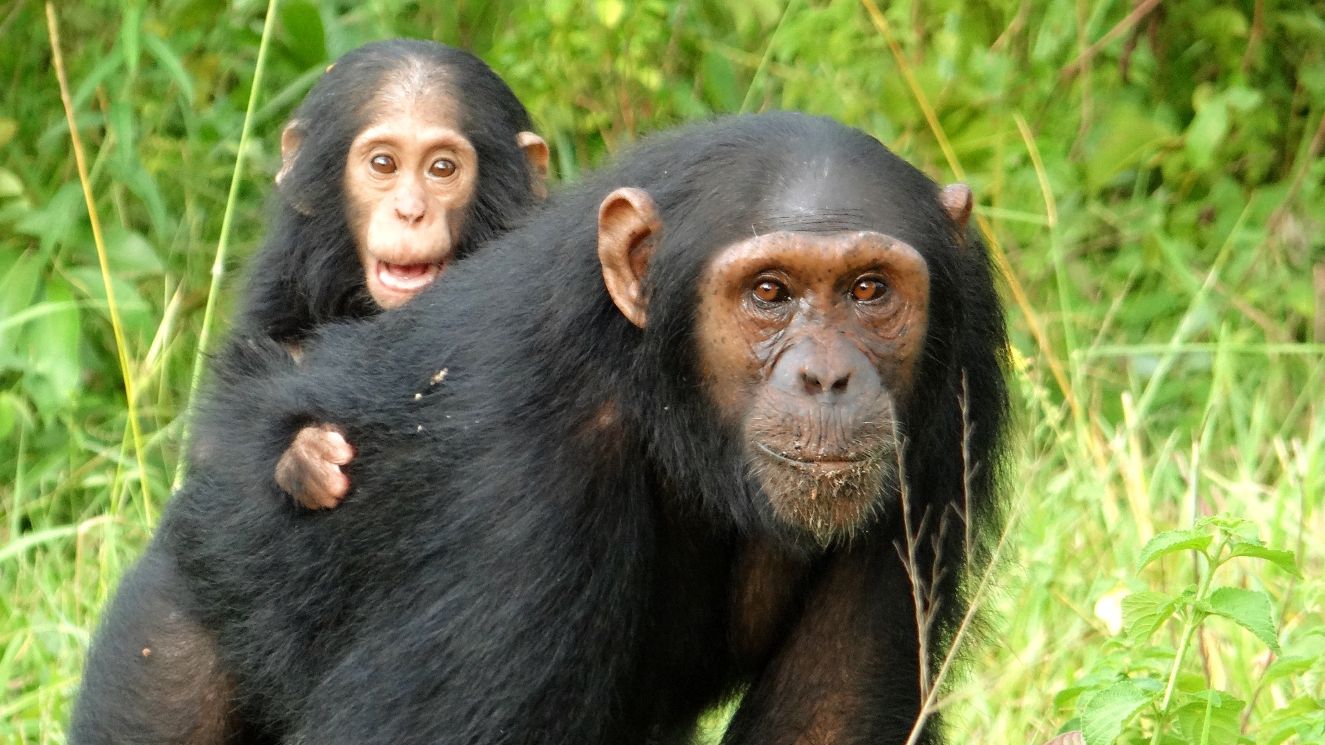 Chimpanzee Tracking Kibale