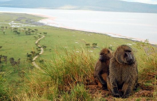 Baboon Cliff Viewpoint