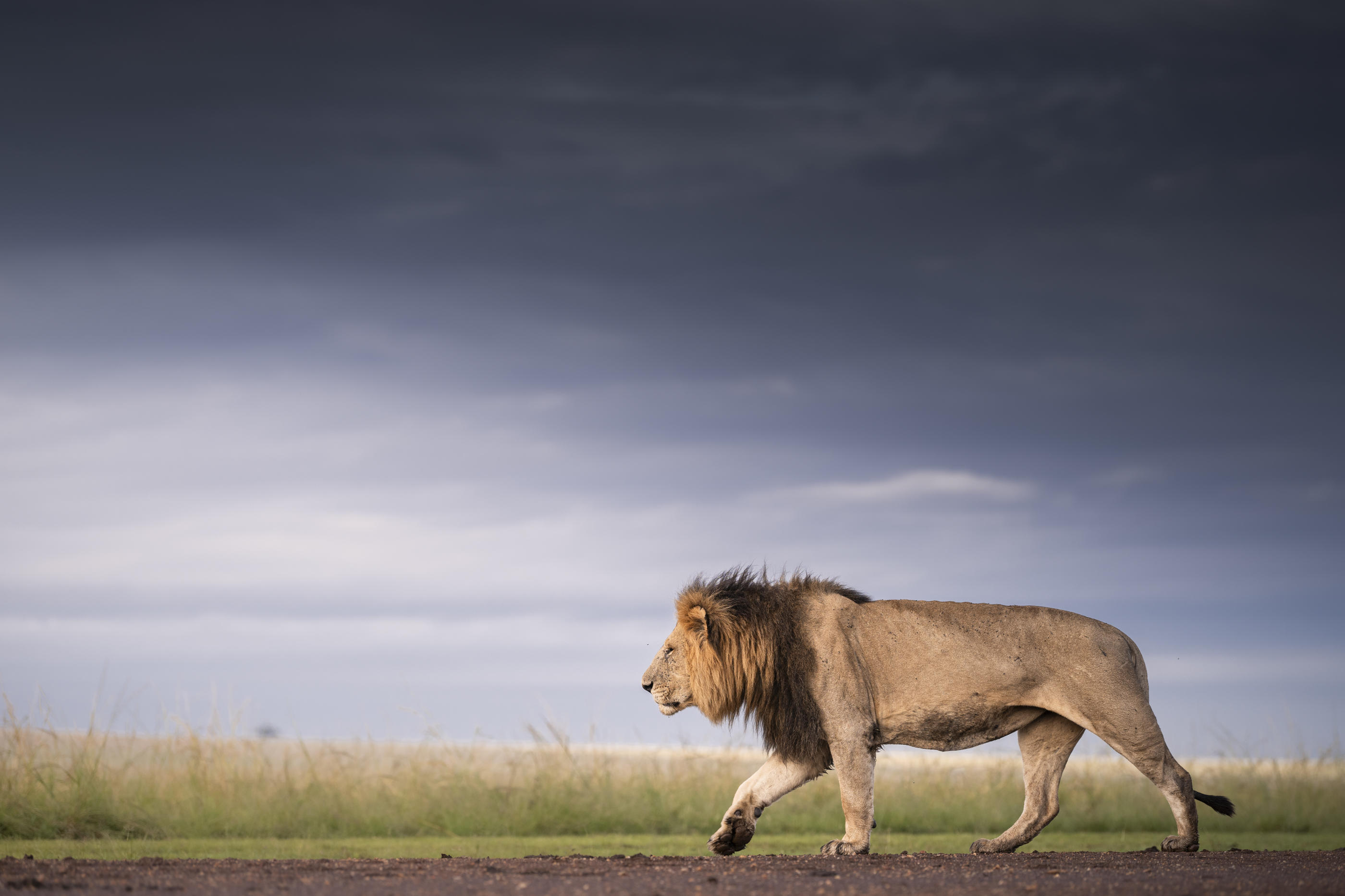 Big Five Game Drive and Bush Craft