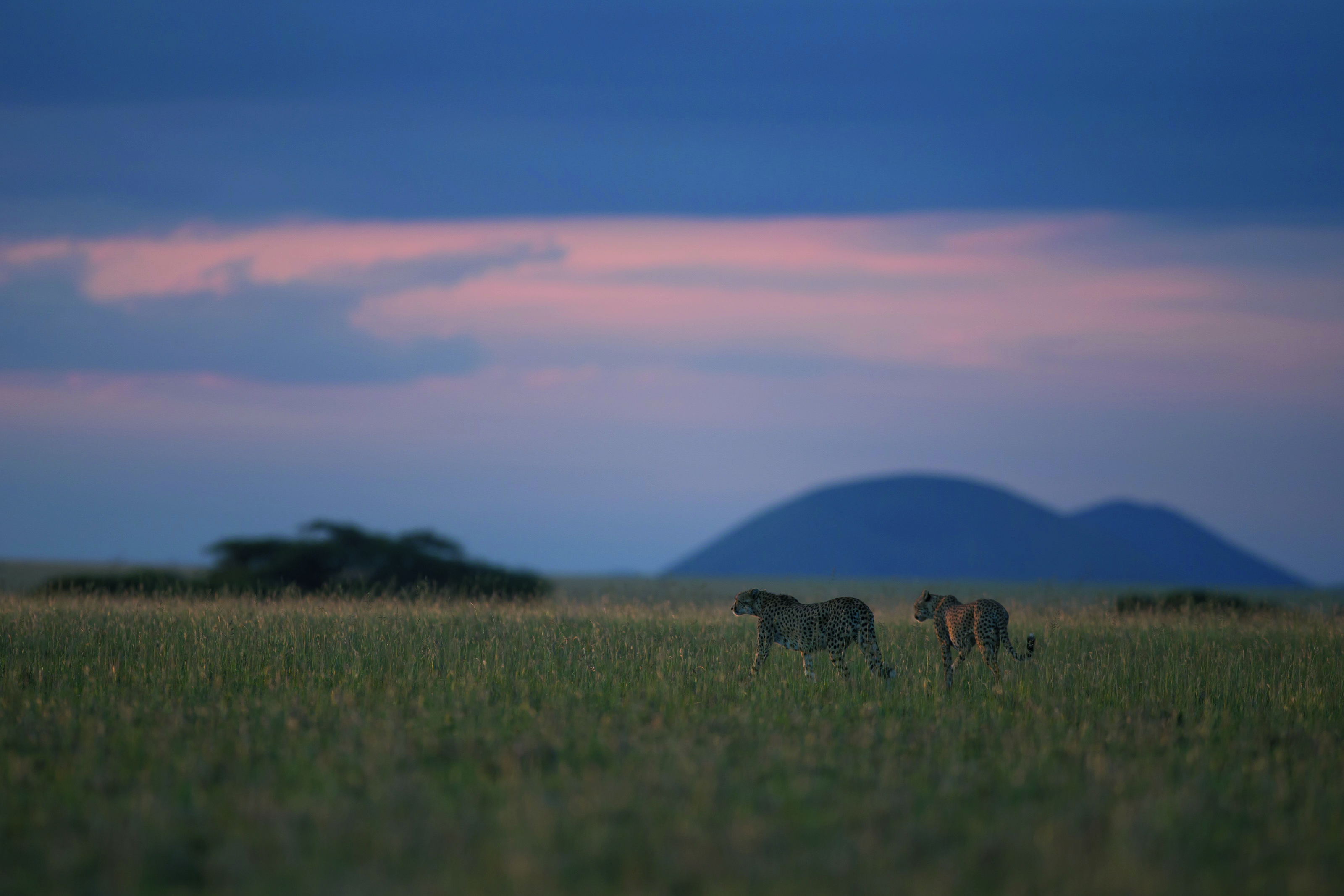 River Crossings & Big Cats