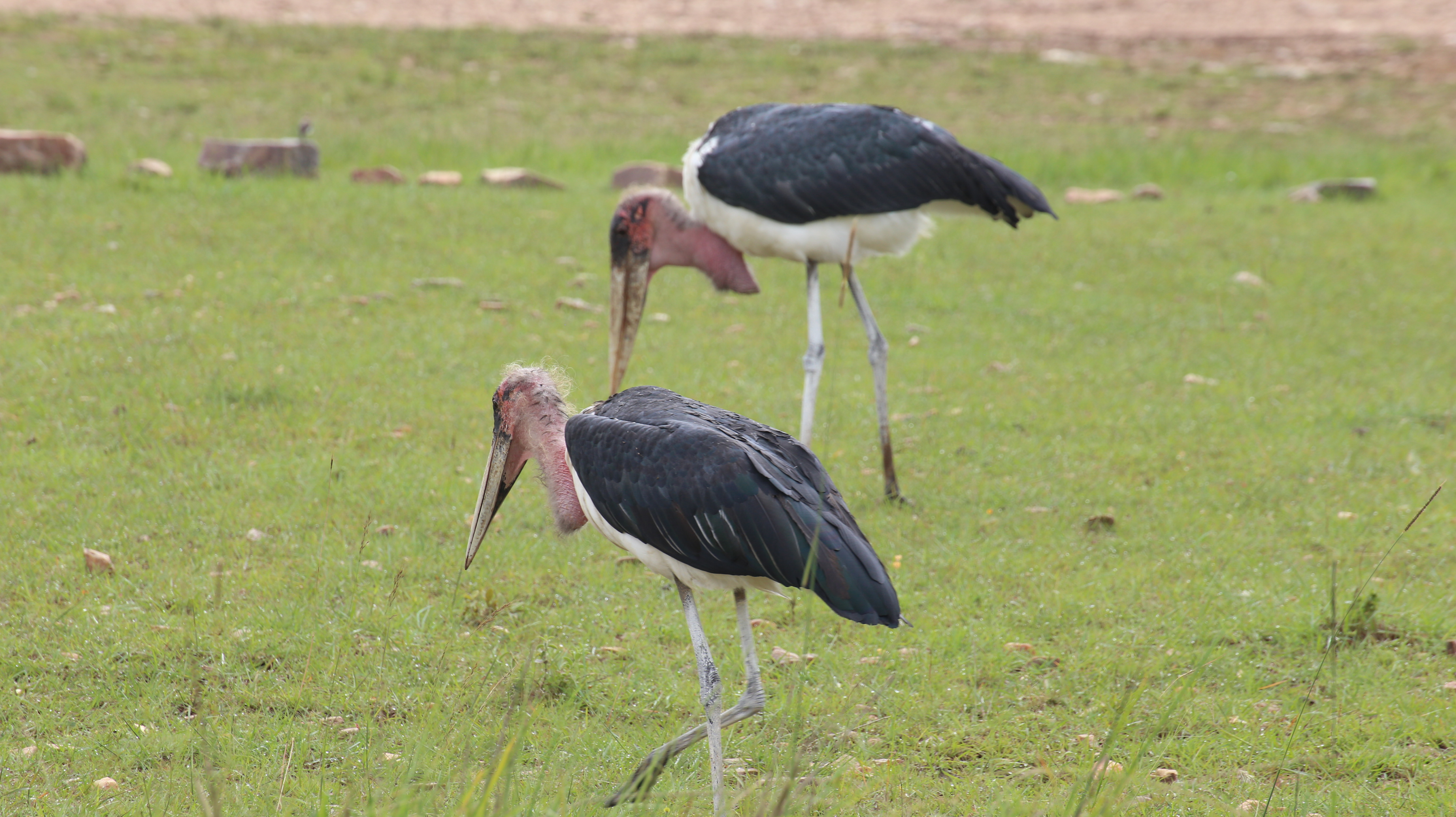 Bigodi Wetland Walk
