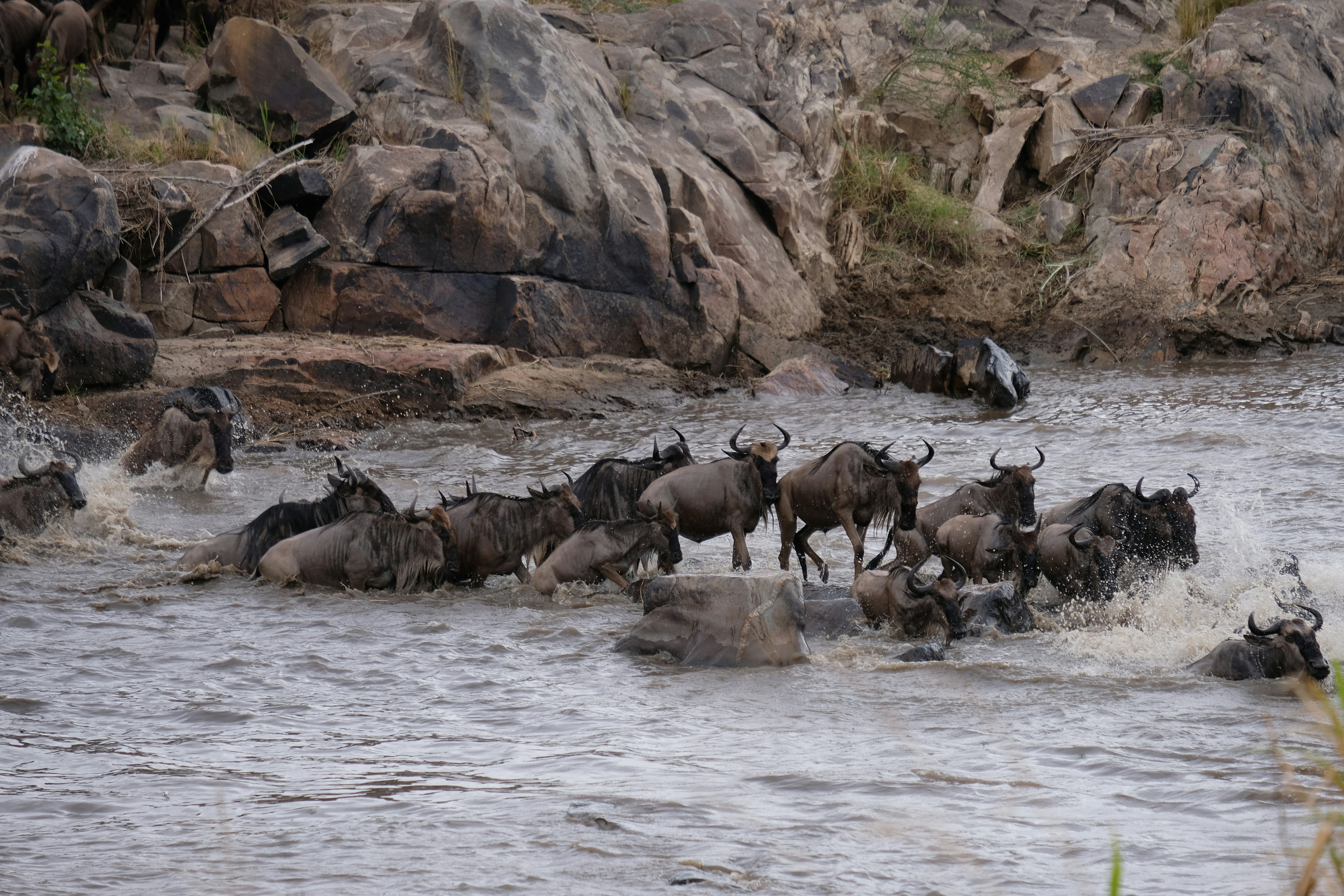 Great Migration River Crossing