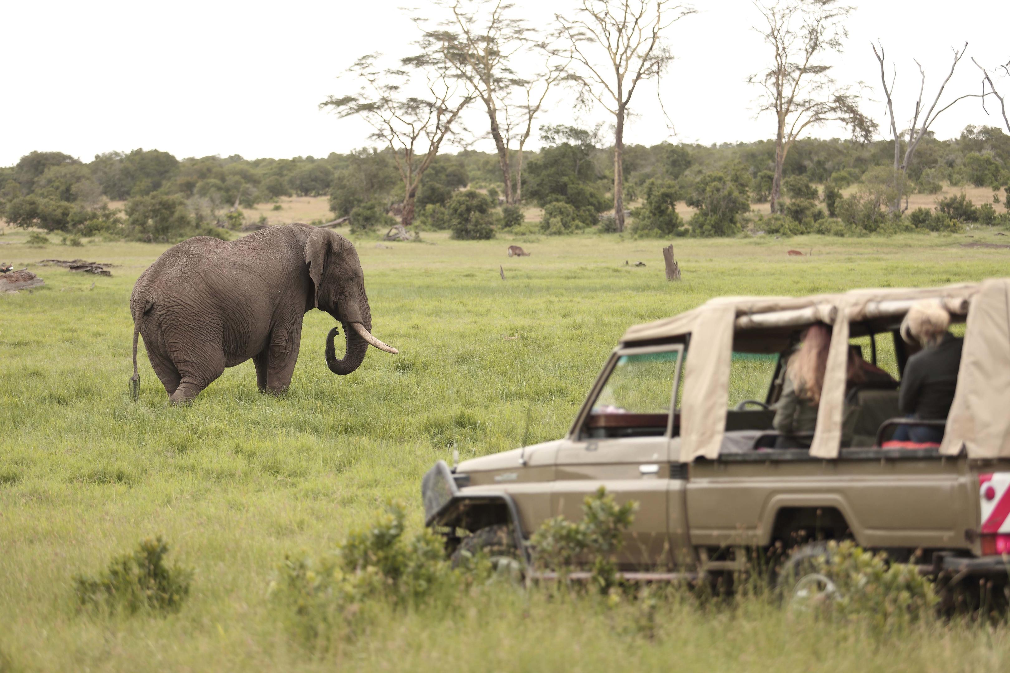 Elephants in Tarangire