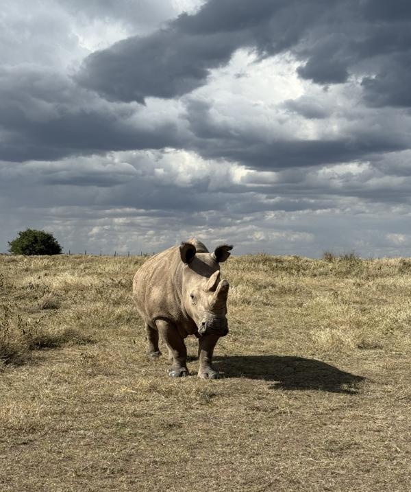Rhino Tracking & Night Game Drive