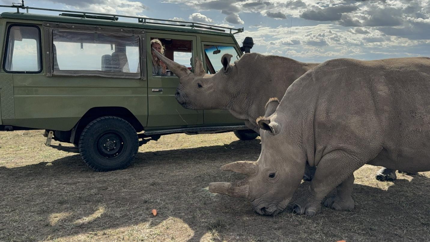Northern White Rhino Encounter