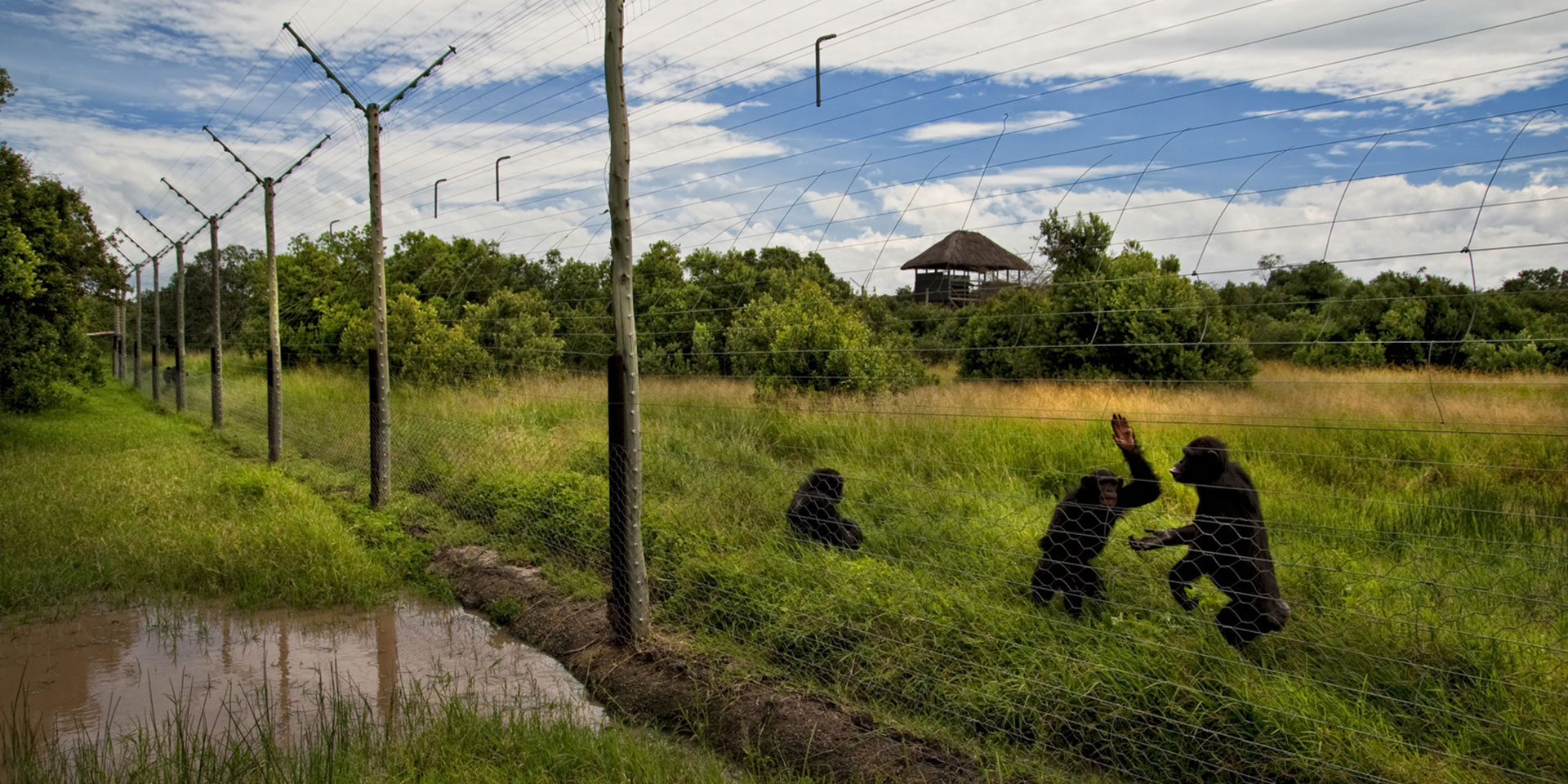 Budongo Chimp Trekking