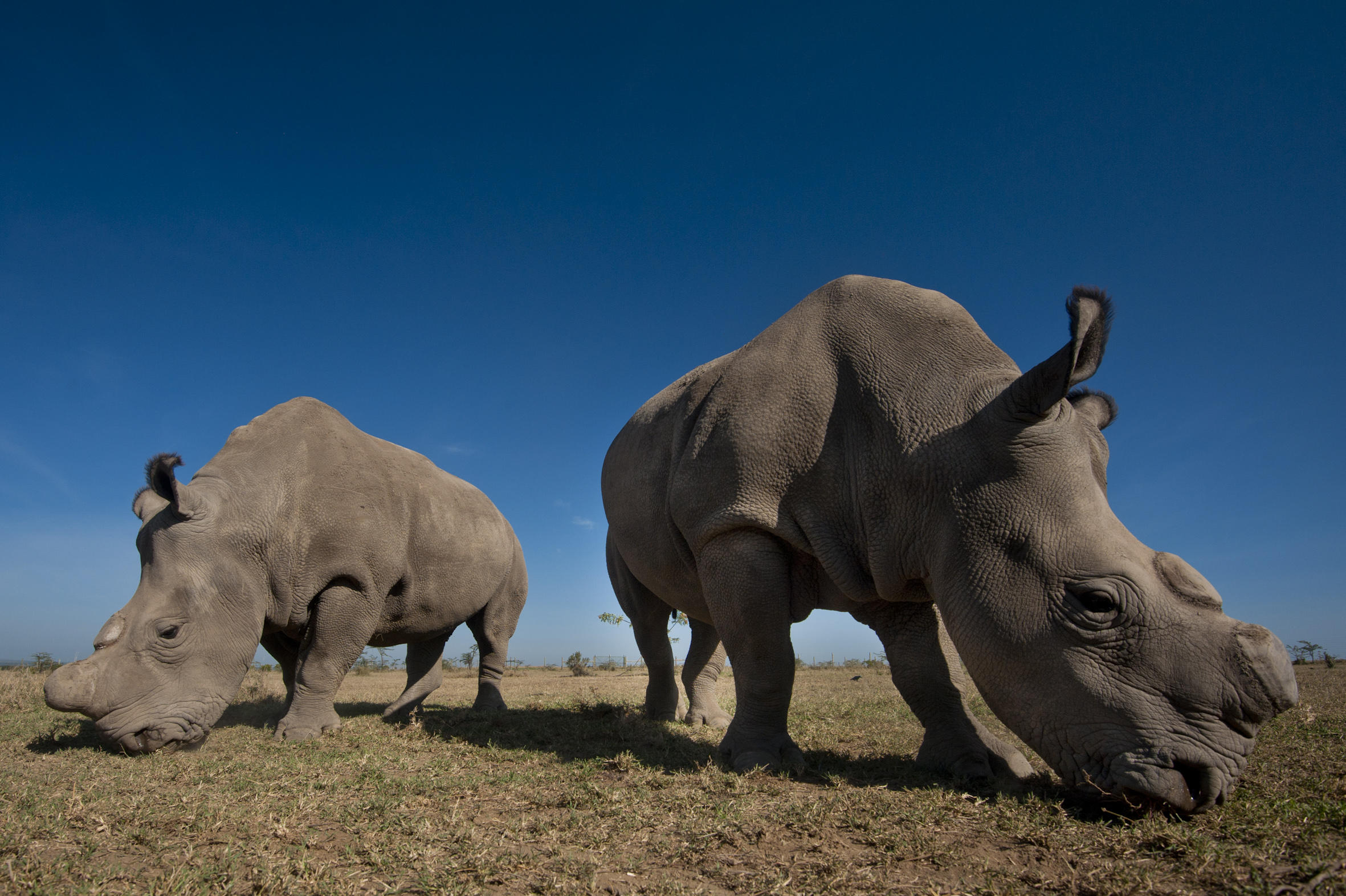 Journey South to Ol Pejeta