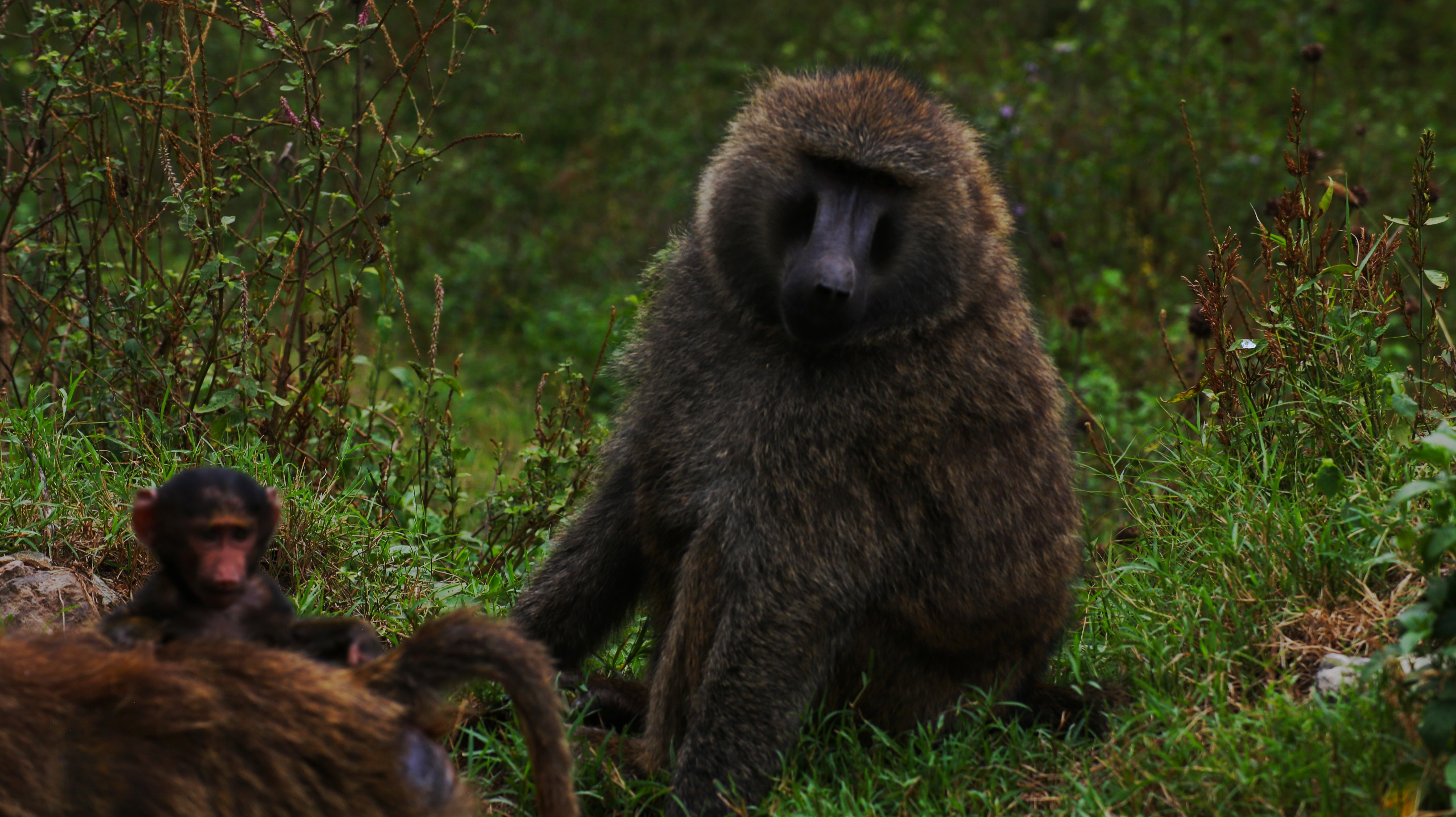 Batwa Cultural Visit and Forest Walk