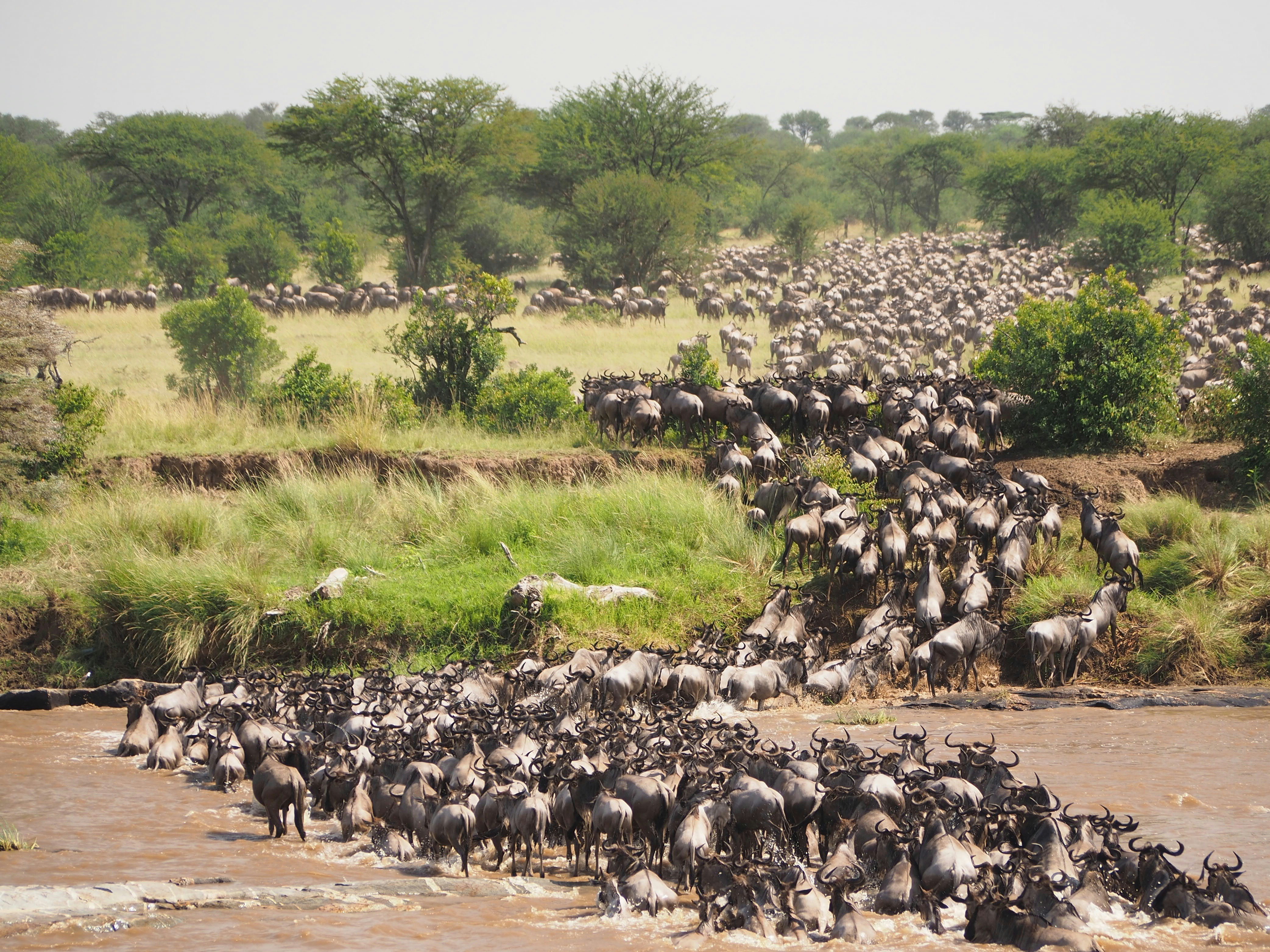 Endless Grass Plain Safaris