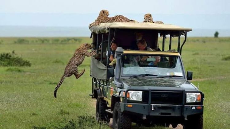 Tsavo East Game Drive