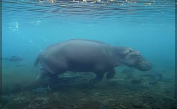 Mzima Springs Underwater Viewing