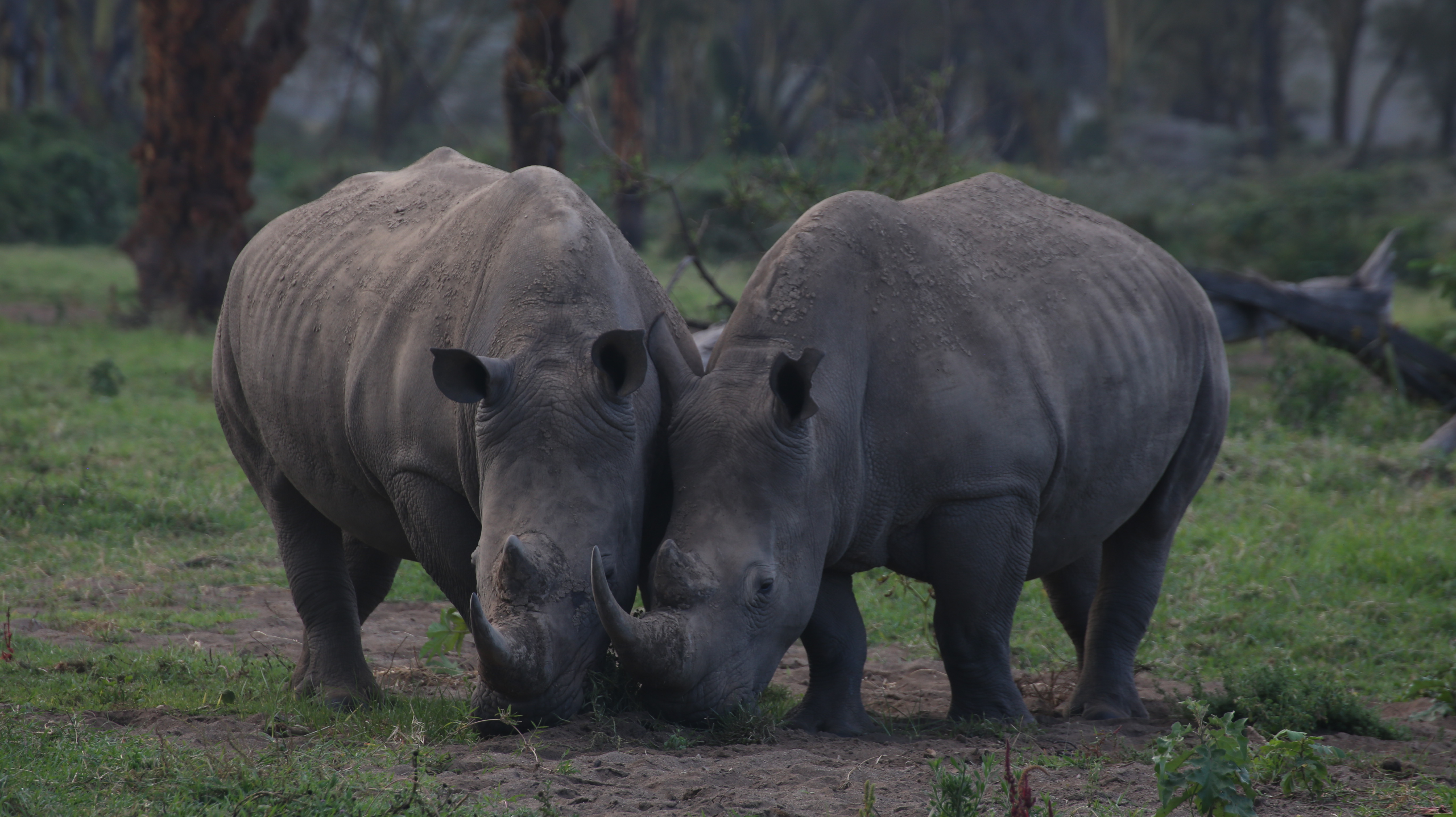 Ol Pejeta Conservancy